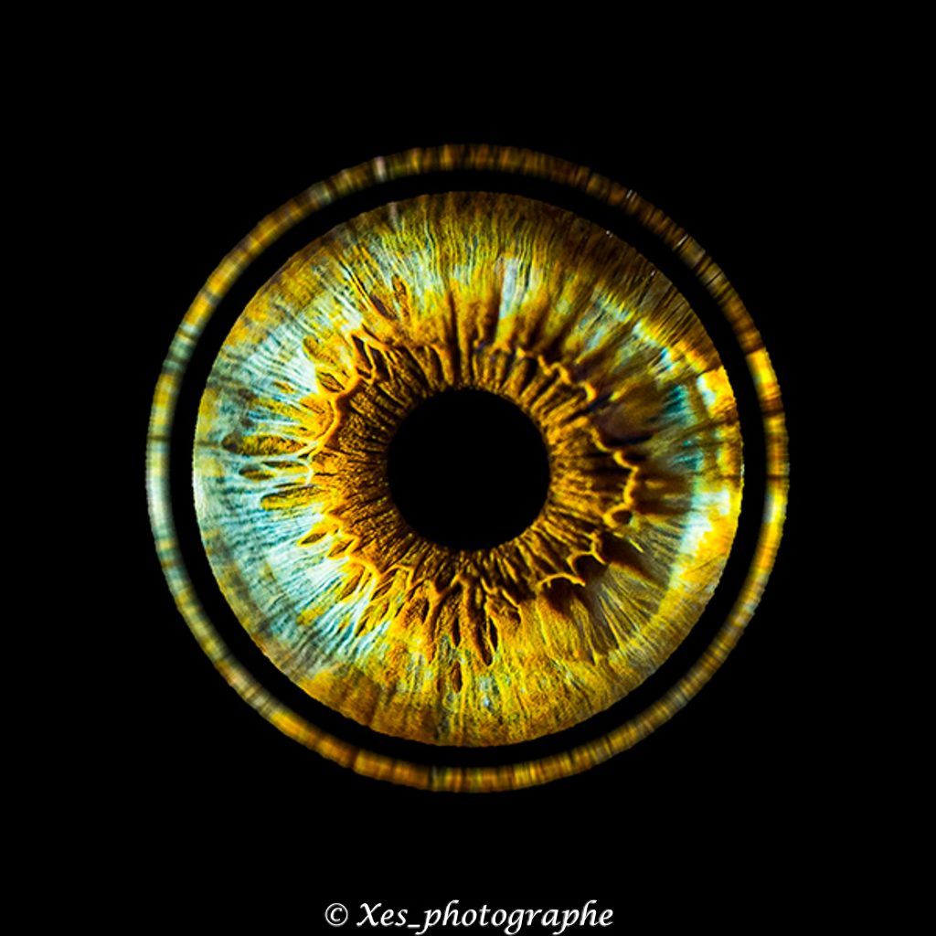 Photo iris Brest