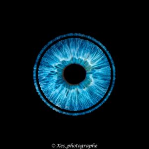 compo-photos-iris-brest