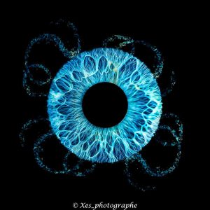 composition-iris-solo-brest