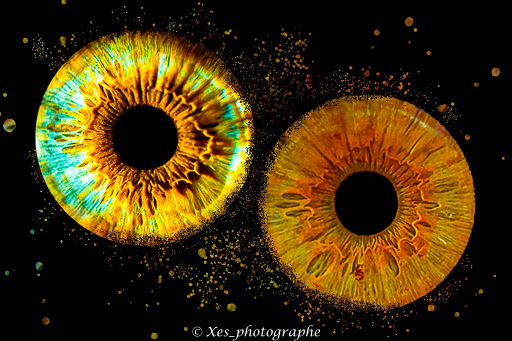 photo-iris-couple-macrophotographie.jpg